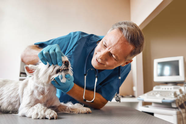 Best Affordable Emergency Dental Care  in Lanse, MI